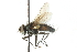  ( - CNC DIPTERA 103996)  @13 [ ] CreativeCommons - Attribution (2011) CNC/CBG Photography Group Centre for Biodiversity Genomics