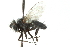  ( - CNC DIPTERA 104010)  @11 [ ] CreativeCommons - Attribution (2011) CNC/CBG Photography Group Centre for Biodiversity Genomics