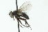  ( - CNC DIPTERA 104011)  @13 [ ] CreativeCommons - Attribution (2011) CNC/CBG Photography Group Centre for Biodiversity Genomics