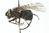  ( - CNC DIPTERA 104030)  @12 [ ] CreativeCommons - Attribution (2011) CNC/CBG Photography Group Centre for Biodiversity Genomics