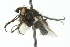  ( - CNC DIPTERA 104032)  @12 [ ] CreativeCommons - Attribution (2011) CNC/CBG Photography Group Centre for Biodiversity Genomics