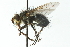  ( - CNC DIPTERA 104038)  @11 [ ] CreativeCommons - Attribution (2011) CNC/CBG Photography Group Centre for Biodiversity Genomics