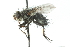  (Trafoia sp. 1 - CNC DIPTERA 104040)  @13 [ ] CreativeCommons - Attribution (2011) CNC/CBG Photography Group Centre for Biodiversity Genomics