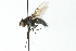  ( - CNC DIPTERA 104043)  @13 [ ] CreativeCommons - Attribution (2011) CNC/CBG Photography Group Centre for Biodiversity Genomics
