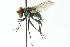  ( - CNC DIPTERA 104044)  @13 [ ] CreativeCommons - Attribution (2011) CNC/CBG Photography Group Centre for Biodiversity Genomics