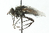  ( - CNC DIPTERA 104045)  @12 [ ] CreativeCommons - Attribution (2011) CNC/CBG Photography Group Centre for Biodiversity Genomics