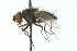  ( - CNC DIPTERA 104049)  @13 [ ] CreativeCommons - Attribution (2011) CNC/CBG Photography Group Centre for Biodiversity Genomics