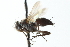  (Paradidyma sunset crater sp - CNC DIPTERA 104068)  @13 [ ] CreativeCommons - Attribution (2011) CNC/CBG Photography Group Centre for Biodiversity Genomics
