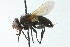  (Gnadochaeta metallica - CNC DIPTERA 104076)  @13 [ ] CreativeCommons - Attribution (2011) CNC/CBG Photography Group Centre for Biodiversity Genomics