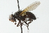  (Gnadochaeta nigrifrons - CNC DIPTERA 104079)  @13 [ ] CreativeCommons - Attribution (2011) CNC/CBG Photography Group Centre for Biodiversity Genomics