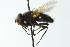  ( - CNC DIPTERA 104083)  @13 [ ] CreativeCommons - Attribution (2011) CNC/CBG Photography Group Centre for Biodiversity Genomics