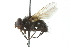 ( - CNC DIPTERA 104084)  @13 [ ] CreativeCommons - Attribution (2011) CNC/CBG Photography Group Centre for Biodiversity Genomics