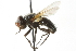  ( - CNC DIPTERA 104085)  @11 [ ] CreativeCommons - Attribution (2011) CNC/CBG Photography Group Centre for Biodiversity Genomics
