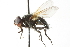  ( - CNC DIPTERA 104086)  @12 [ ] CreativeCommons - Attribution (2011) CNC/CBG Photography Group Centre for Biodiversity Genomics