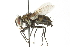  (Chrysoexorista dawsoni - CNC DIPTERA 104089)  @15 [ ] CreativeCommons - Attribution (2011) CNC/CBG Photography Group Centre for Biodiversity Genomics