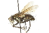  ( - CNC DIPTERA 104118)  @11 [ ] CreativeCommons - Attribution (2011) CNC/CBG Photography Group Centre for Biodiversity Genomics