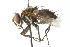  ( - CNC DIPTERA 104137)  @11 [ ] CreativeCommons - Attribution (2011) CNC/CBG Photography Group Centre for Biodiversity Genomics