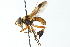  (Trichopoda indivisa - CNC DIPTERA 104140)  @14 [ ] CreativeCommons - Attribution (2011) CNC/CBG Photography Group Centre for Biodiversity Genomics