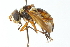  ( - CNC DIPTERA 104142)  @14 [ ] CreativeCommons - Attribution (2011) CNC/CBG Photography Group Centre for Biodiversity Genomics