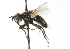  ( - CNC DIPTERA 104185)  @13 [ ] CreativeCommons - Attribution (2011) CNC/CBG Photography Group Centre for Biodiversity Genomics