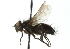  ( - CNC DIPTERA 104193)  @12 [ ] CreativeCommons - Attribution (2011) CNC/CBG Photography Group Centre for Biodiversity Genomics