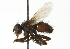  (Leucostoma gravipes - CNC DIPTERA 104202)  @13 [ ] CreativeCommons - Attribution (2011) CNC/CBG Photography Group Centre for Biodiversity Genomics