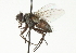  ( - CNC DIPTERA 104212)  @11 [ ] CreativeCommons - Attribution (2011) CNC/CBG Photography Group Centre for Biodiversity Genomics