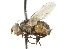  ( - CNC DIPTERA 104218)  @14 [ ] CreativeCommons - Attribution (2011) CNC/CBG Photography Group Centre for Biodiversity Genomics