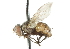  ( - CNC DIPTERA 104219)  @13 [ ] CreativeCommons - Attribution (2011) CNC/CBG Photography Group Centre for Biodiversity Genomics