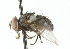  ( - CNC DIPTERA 104221)  @13 [ ] CreativeCommons - Attribution (2011) CNC/CBG Photography Group Centre for Biodiversity Genomics