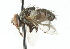  ( - CNC DIPTERA 104222)  @12 [ ] CreativeCommons - Attribution (2011) CNC/CBG Photography Group Centre for Biodiversity Genomics