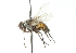  ( - CNC DIPTERA 104246)  @13 [ ] CreativeCommons - Attribution (2011) CNC/CBG Photography Group Centre for Biodiversity Genomics