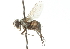  ( - CNC DIPTERA 104247)  @11 [ ] CreativeCommons - Attribution (2011) CNC/CBG Photography Group Centre for Biodiversity Genomics