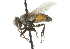  ( - CNC DIPTERA 104248)  @13 [ ] CreativeCommons - Attribution (2011) CNC/CBG Photography Group Centre for Biodiversity Genomics