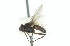  ( - CNC DIPTERA 104284)  @12 [ ] CreativeCommons - Attribution (2011) CNC/CBG Photography Group Centre for Biodiversity Genomics