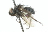  ( - CNC DIPTERA 104285)  @12 [ ] CreativeCommons - Attribution (2011) CNC/CBG Photography Group Centre for Biodiversity Genomics