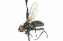  ( - CNC DIPTERA 104286)  @12 [ ] CreativeCommons - Attribution (2011) CNC/CBG Photography Group Centre for Biodiversity Genomics