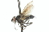  ( - CNC DIPTERA 104287)  @13 [ ] CreativeCommons - Attribution (2011) CNC/CBG Photography Group Centre for Biodiversity Genomics