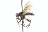 (Medina quinteri - CNC DIPTERA 104289)  @14 [ ] CreativeCommons - Attribution (2011) CNC/CBG Photography Group Centre for Biodiversity Genomics