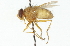  ( - CNC DIPTERA 104321)  @13 [ ] CreativeCommons - Attribution (2011) CNC/CBG Photography Group Centre for Biodiversity Genomics