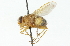  ( - CNC DIPTERA 104322)  @13 [ ] CreativeCommons - Attribution (2011) CNC/CBG Photography Group Centre for Biodiversity Genomics