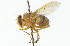  ( - CNC DIPTERA 104323)  @11 [ ] CreativeCommons - Attribution (2011) CNC/CBG Photography Group Centre for Biodiversity Genomics
