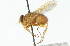  ( - CNC DIPTERA 104324)  @13 [ ] CreativeCommons - Attribution (2011) CNC/CBG Photography Group Centre for Biodiversity Genomics