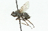  ( - CNC DIPTERA 104338)  @11 [ ] CreativeCommons - Attribution (2011) CNC/CBG Photography Group Centre for Biodiversity Genomics