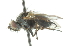  ( - CNC DIPTERA 104339)  @12 [ ] CreativeCommons - Attribution (2011) CNC/CBG Photography Group Centre for Biodiversity Genomics