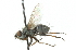  ( - CNC DIPTERA 104340)  @12 [ ] CreativeCommons - Attribution (2011) CNC/CBG Photography Group Centre for Biodiversity Genomics