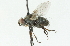  (Campylocheta nasellensis - CNC DIPTERA 104341)  @13 [ ] CreativeCommons - Attribution (2011) CNC/CBG Photography Group Centre for Biodiversity Genomics