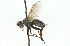  (Campylocheta polita - CNC DIPTERA 104342)  @11 [ ] CreativeCommons - Attribution (2011) CNC/CBG Photography Group Centre for Biodiversity Genomics