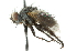 (Campylocheta nr. sp. 1 - CNC DIPTERA 104344)  @13 [ ] CreativeCommons - Attribution (2011) CNC/CBG Photography Group Centre for Biodiversity Genomics