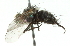  (Campylocheta nr. sp - CNC DIPTERA 104345)  @13 [ ] CreativeCommons - Attribution (2011) CNC/CBG Photography Group Centre for Biodiversity Genomics